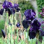 Iris - Licorice Stick