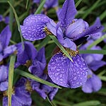 Iris sibirica - Navy Brass - Siberian Iris - 2nd Image