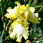Iris - Norfolk Belle - 2nd Image