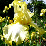 Iris - Norfolk Belle