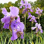 Iris pallida - Bearded Iris