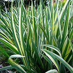 Iris pallida - Aurea Variegata - Bearded Iris