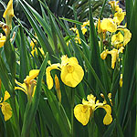 Iris pseudacorus - Yellow Water Flag