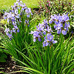 Iris sibirica - Siberian Iris