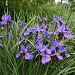 Iris sibirica - Navy Brass - Siberian Iris - 3rd Image