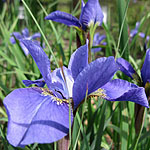 Iris sibirica - Navy Brass - Siberian Iris