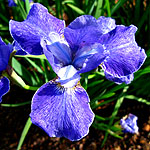 Iris  sibirica - Silver Edge - 2nd Image
