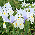 Iris - Silver Beauty