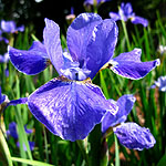 Iris  sibirica - Silver Edge - 3rd Image