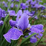 Iris  sibirica - Silver Edge