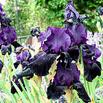 Iris - Swazi Princess