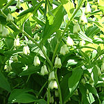 Convallaria majalis - Lily of the valley