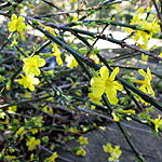 Jasminum nudiflorum - Winter Jasmine