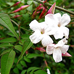 Jasminum officinale - White Jasmine