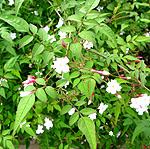 Jasminum officinale - White Jasmine - 2nd Image