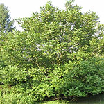 Juglans cathayensis - Walnut, Juglans