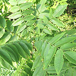 Juglans cathayensis - Walnut, Juglans - 2nd Image