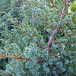 Juniperus chinensis - Blue Alps