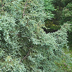 Juniperus squamata - Chinese Silver