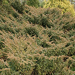 Juniperus communis - Juniper