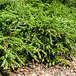 Juniperus communis - Repanda