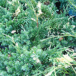 Juniperus chinensis - Kaizuka Variegata - Juniper