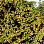Juniperus  chinensis - Plumosa Aurea