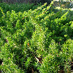 Juniperus  rigida - Conferta