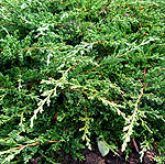 Juniperus chinensis - Sargentii - Chinese Juniper