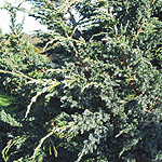 Juniperus squamata - Meyeri - Juniper - 2nd Image