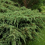 Juniperus squamata - Juniper