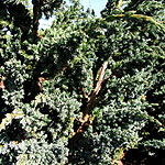 Juniperus squamata - Meyeri - Juniper