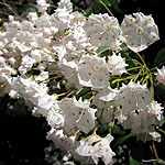 Kalmia latifolia - Calico Bush, Kalmia