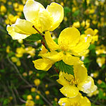 Kerria japonica - Golden Guinea