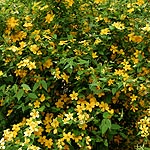 Kerria japonica - Kerria - 2nd Image