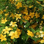 Kerria japonica - Kerria