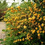 Kerria japonica - Pleniflora - Batchelors Buttons, Japanese Marigold Bush - 2nd Image