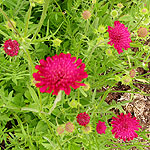 Knautia macedonica - Macedonian Scabious, Knautia