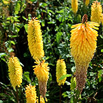 Kniphofia - Buttercup