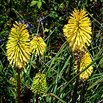 Kniphofia - Dorset Sentry - kniphofia, Red Hot Poker