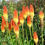 Kniphofia linearifolia