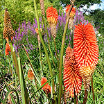 Kniphofia waria - Nobilis