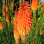 Kniphofia - Royal Standard - kniphofia, Red Hot Poker