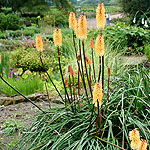 Kniphofia - Tawny King