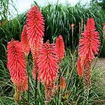 Kniphofia - Threave Hybrids