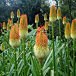 Kniphofia tysonii