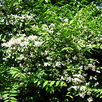Kolwitzia amabilis - Beauty Bush - 2nd Image