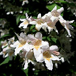 Kolwitzia amabilis - Beauty Bush