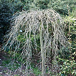 Laburnum anagyroides - Pendulum - Laburnum, Golden Chain