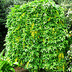 Laburnum anagyroides - Pendulum - Laburnum, Golden Chain - 2nd Image